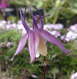 Aquilegia buergeriana - 8cm pot 